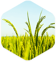 增强功效 增强功效