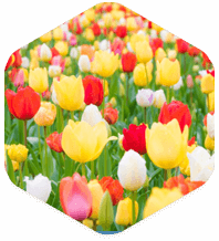 无毒无害 无毒无害