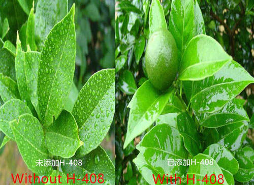 有机硅助剂在农业中的应用 有机硅助剂在农业中的应用