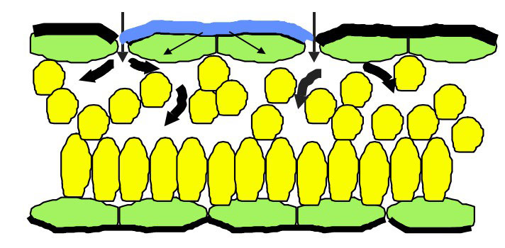 有机硅助剂在农业中的应用 有机硅助剂在农业中的应用